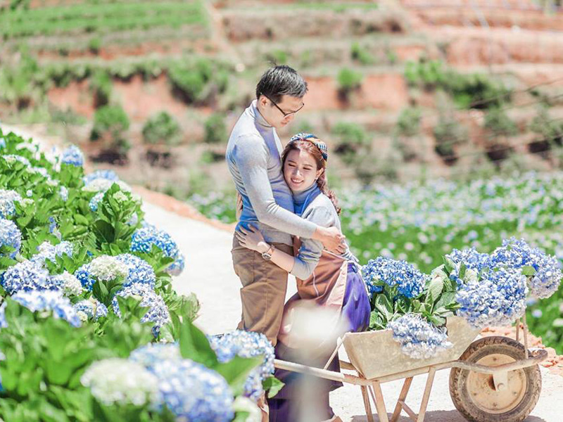 Thung lũng hoa cẩm tú cầu đẹp như mơ giữa Đà Lạt
