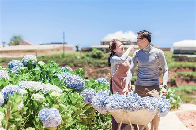 Thung lũng hoa cẩm tú cầu đẹp như mơ giữa Đà Lạt