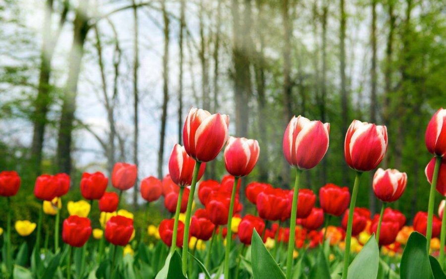 Lễ hội hoa Tulip Ottawa là một trong những Lễ hội hoa lớn nhất thế giới, thu hút du khách từ khắp nơi trên thế giới