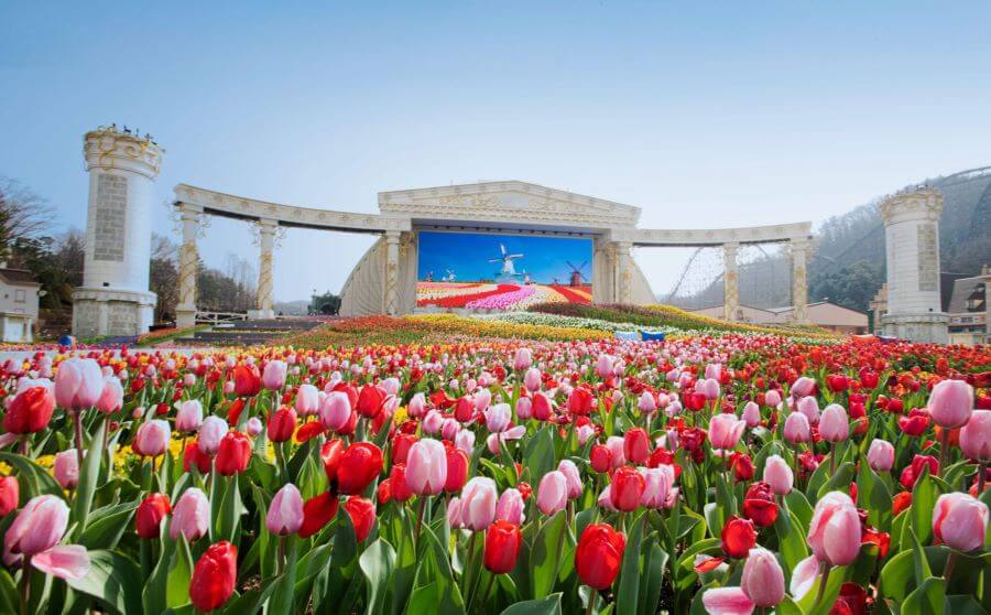 Lễ hội hoa Tulip Everland là một trải nghiệm đáng nhớ cho chuyến du lịch Hàn Quốc của bạn