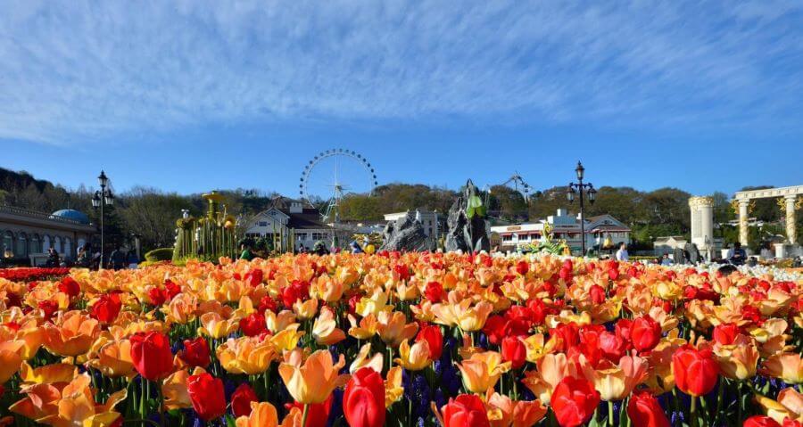 Lễ hội hoa Tulip Everland là một sự kiện thường niên được tổ chức tại công viên giải trí Everland