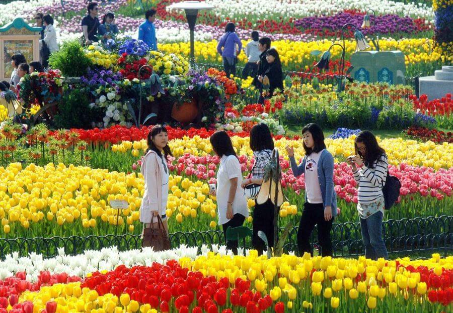 Hàng triệu bông tulip thuộc hơn 120 loài khác nhau đua nhau khoe sắc, tạo nên một khung cảnh tuyệt đẹp như trong truyện cổ tích
