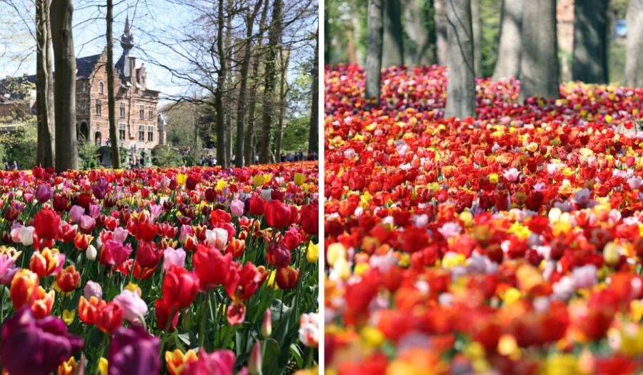 Floralia Brussels - Lễ hội hoa mùa xuân đầy sắc màu giữa lòng nước Bỉ xinh đẹp, thu hút du khách từ khắp nơi trên thế giới