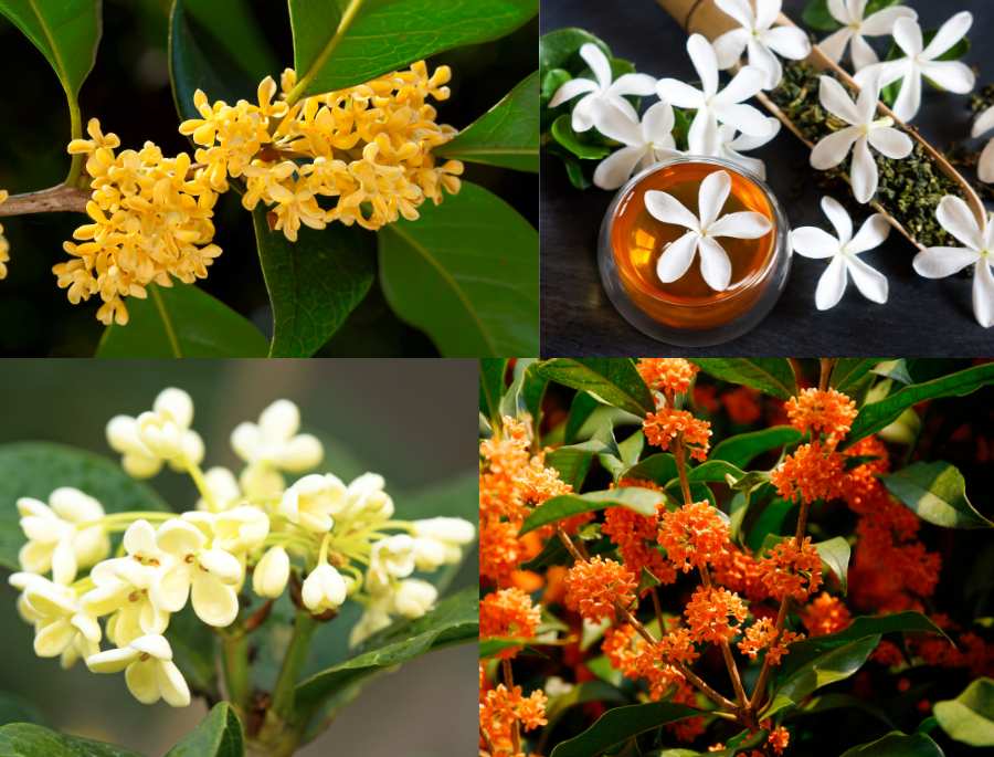 Hoa Mộc Hương có màu sắc đa dạng, kết hợp với hương thơm dịu nhẹ nhưng đầy cuốn hút