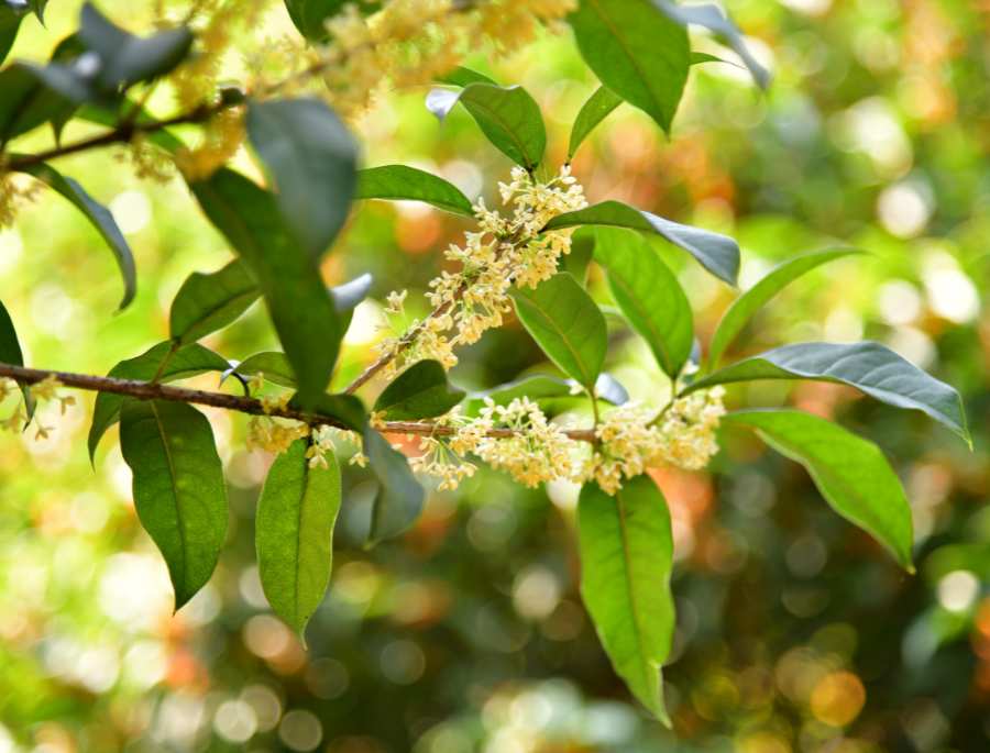 Những bông hoa mộc hương khoe sắc mỗi khi mùa xuân đến