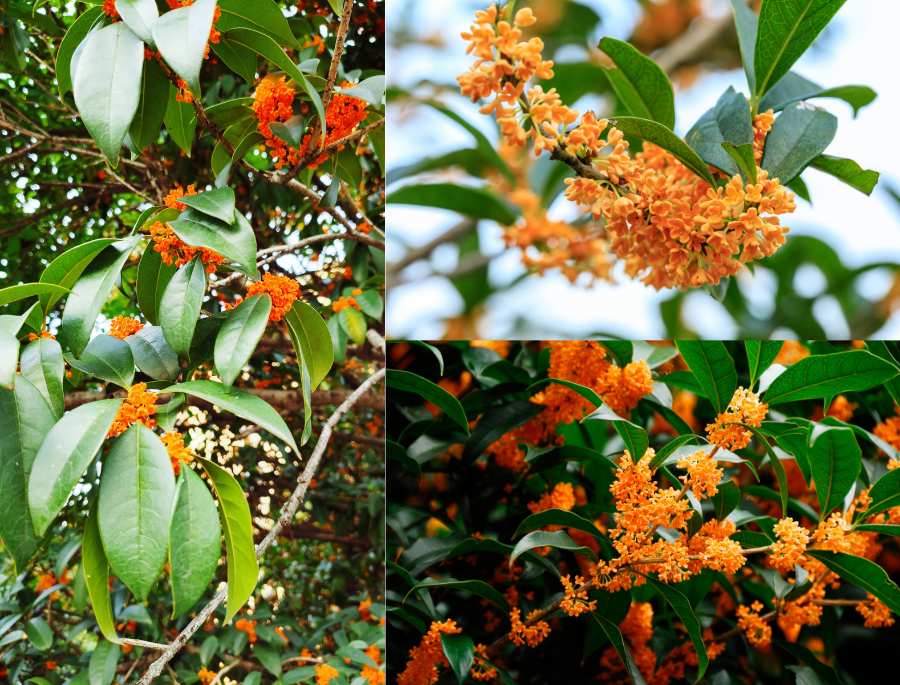 Hoa Mộc Hương thuộc họ Nhài (Oleaceae), với đặc điểm hoa nhỏ li ti, có màu trắng, vàng nhạt hoặc cam