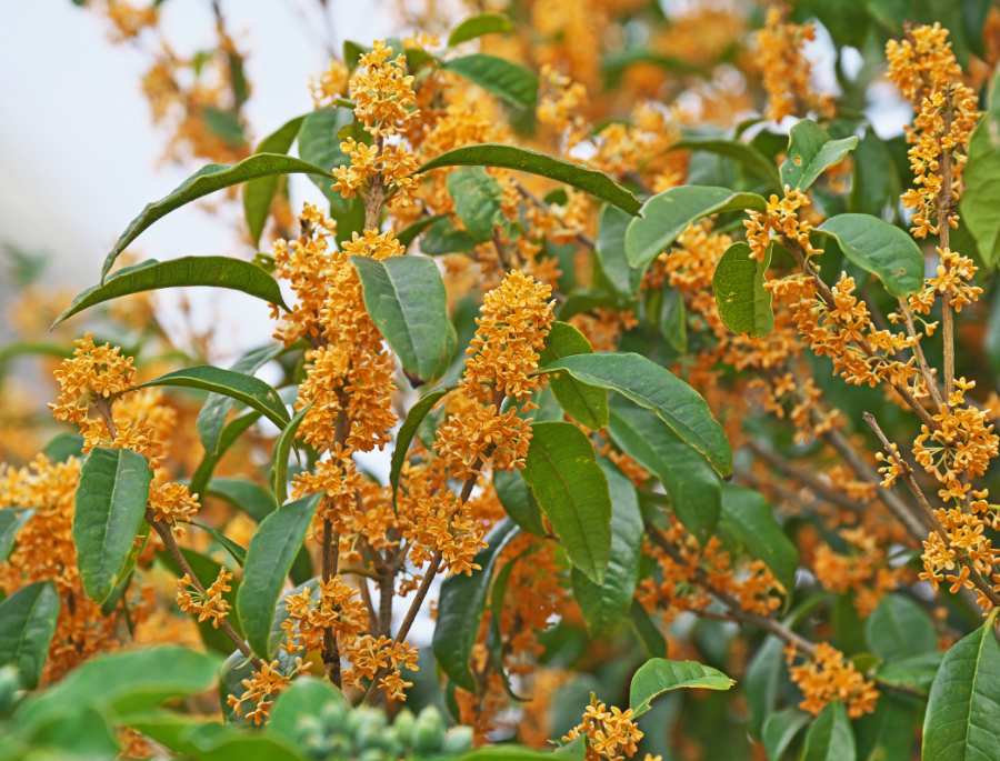  Những hàng cây Hoa Mộc Hương khoe sắc, tỏa hương thơm ngọt ngào