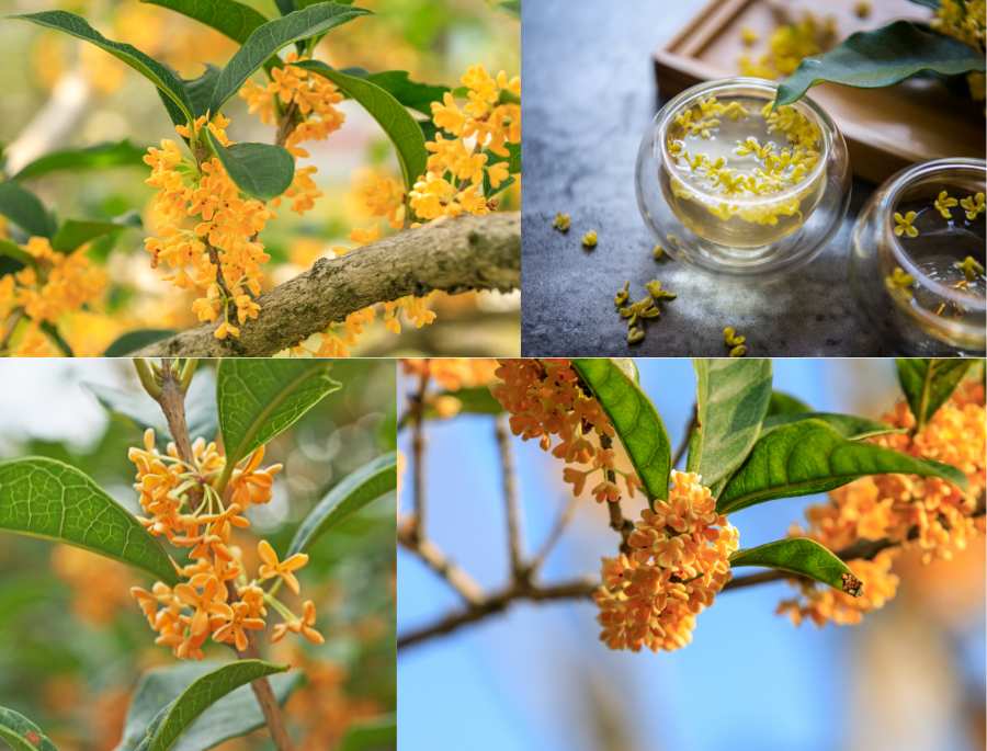 Hoa Mộc Hương được xem là loài hoa mang lại tài lộc, may mắn và bình an