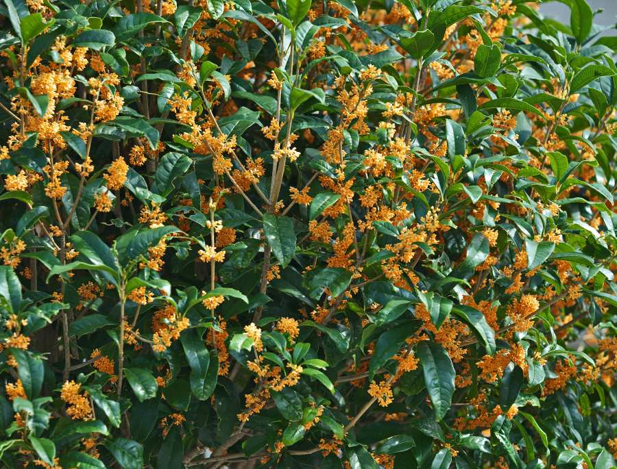 Công viên Floral de Paris với những thảm hoa mộc hương rực rỡ