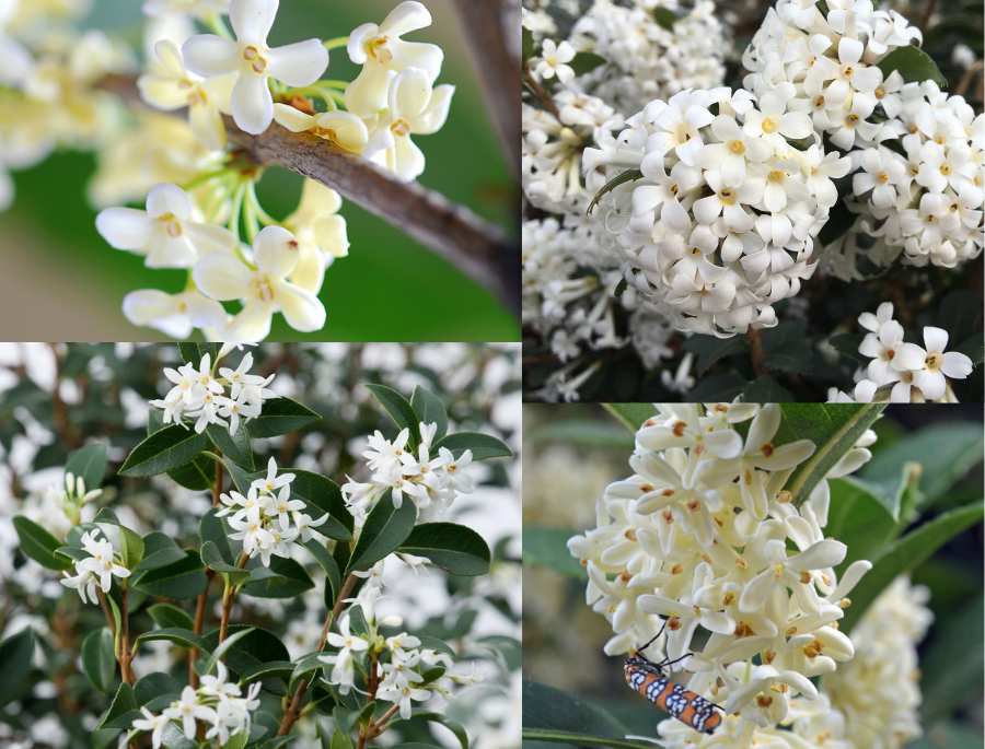 Lyon sở hữu vườn hoa mộc hương đẹp nhất nước Pháp