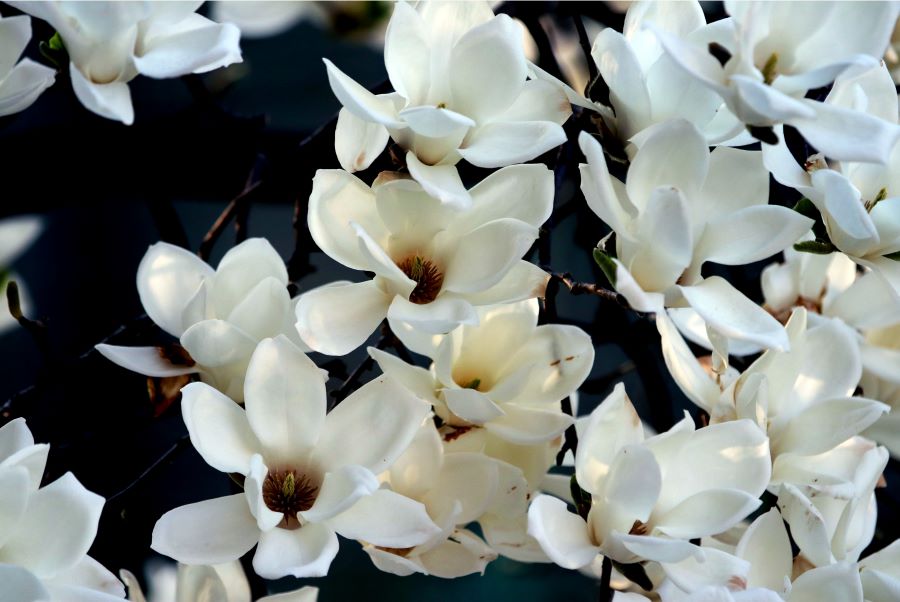 Hoa mộc lan mong manh nhưng rất kiên cường, luôn tỏa hương thơm quyến rũ, làm say lòng bao du khách 