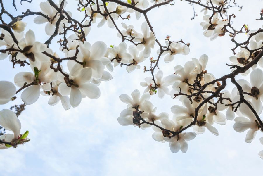 Hoa mộc lan tượng trưng cho tình yêu chân thành