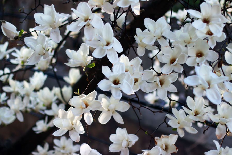 Hoa mộc lan trở thành điểm nhấn cho đất nước Hàn Quốc