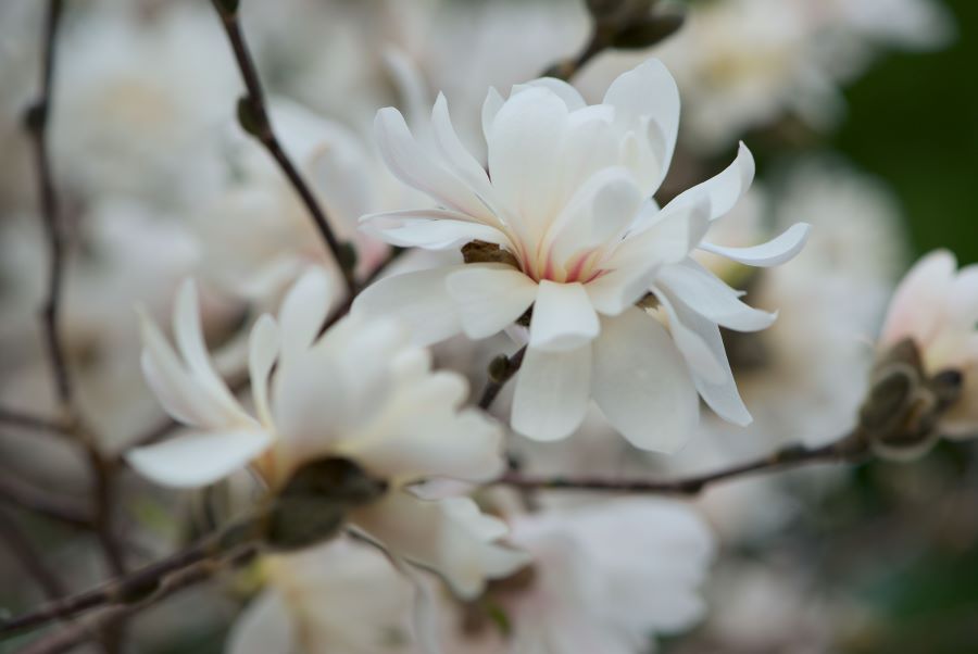 Cánh hoa Mộc Lan mềm mại, dịu dàng