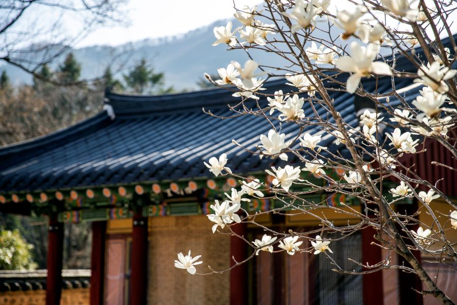 Những bông hoa Mộc Lan bắt đầu khoe sắc