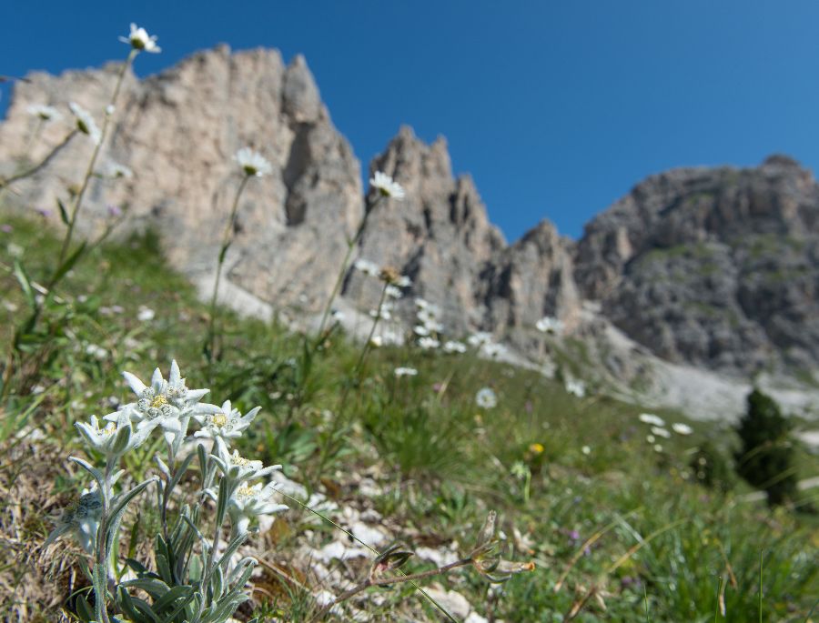 Hoa nhung tuyết thường sinh trưởng ở các khu vực núi đá vôi có độ cao lên đến 2900m