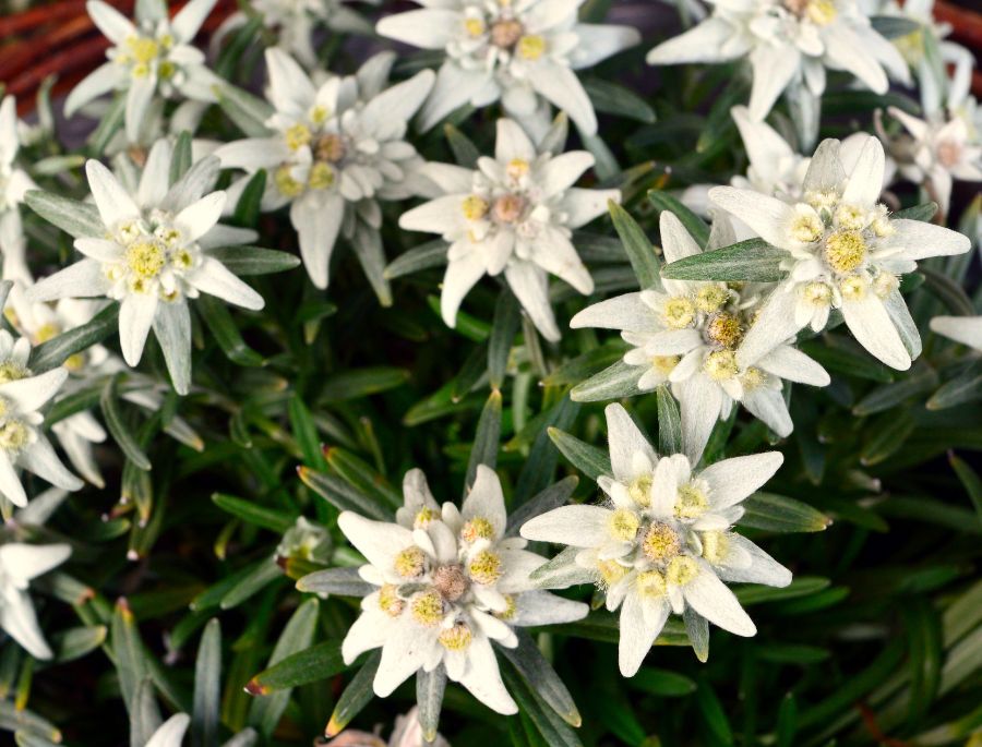 Cận cảnh kiểu dáng của loài hoa nhung tuyết nổi tiếng Thụy Sĩ