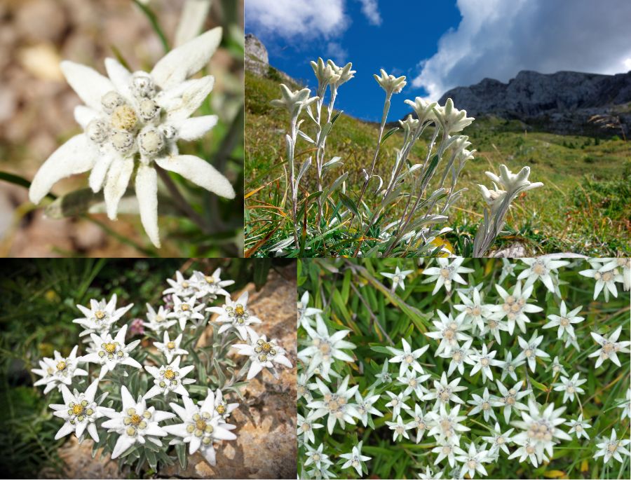 Hoa có màu trắng tinh khiết, mang vẻ đẹp dịu dàng, đoan trang