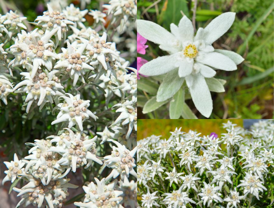 Xung quanh cánh hoa được phủ một lớp lông tơ mịn màng giúp bảo vệ cánh hoa trước mọi tác động của thời tiết