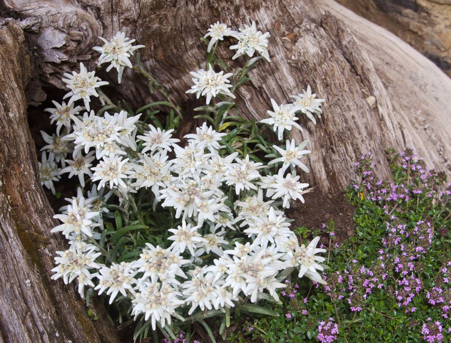 Sức sống mãnh liệt của loài hoa nhung tuyết trước tác động của thời tiết