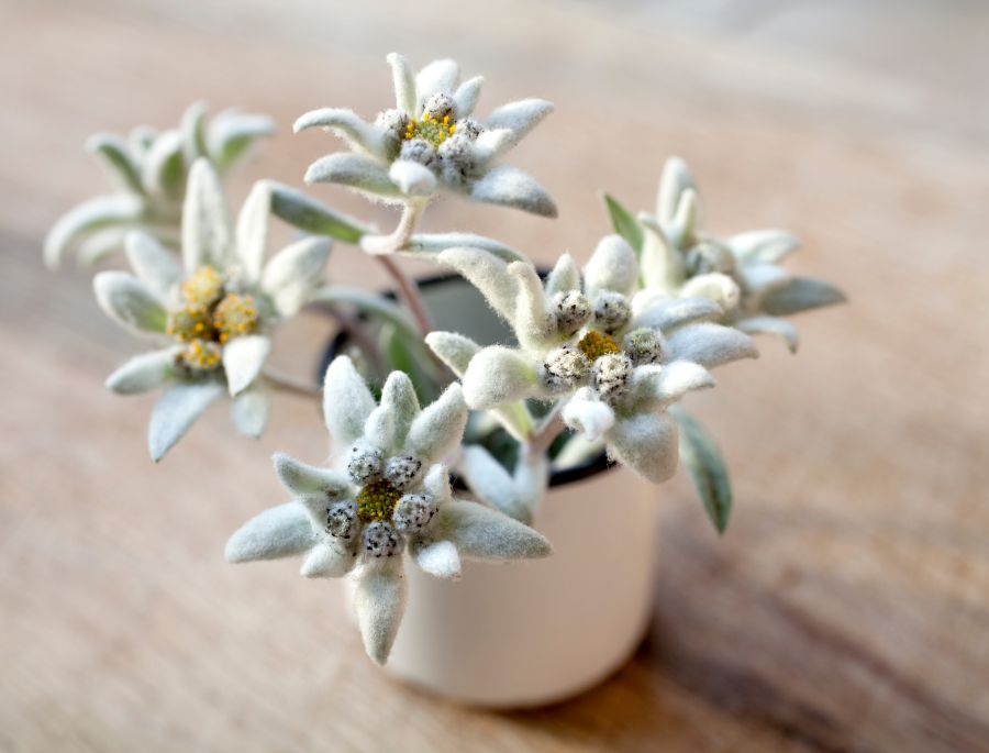 Trong tình yêu, hoa nhung tuyết tượng trưng cho một tình yêu bền chặt, vượt qua mọi khó khăn thử thách