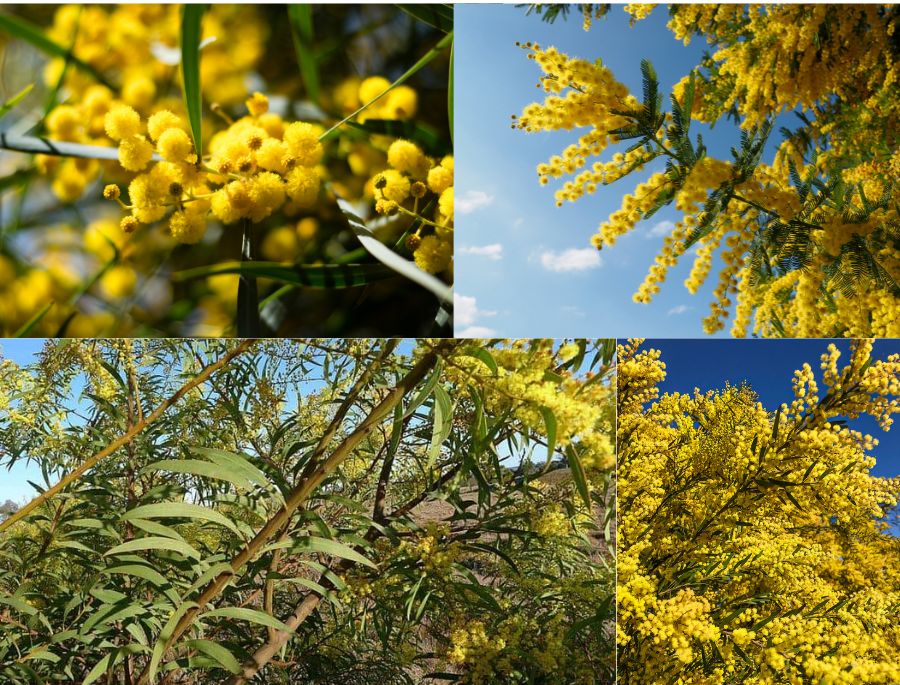Cận cảnh hoa, lá và thân của loài hoa Wattle nổi tiếng