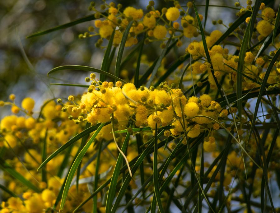 Những bông hoa Wattle nở vàng rực cả một góc trời của nước Úc