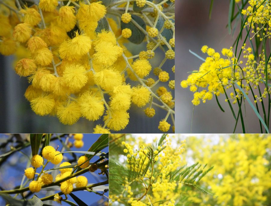 Hoa Wattle thuộc họ Mimosaceae, có lá xanh, bông vàng, hình cầu, kết thành chùm vô cùng đẹp mắt