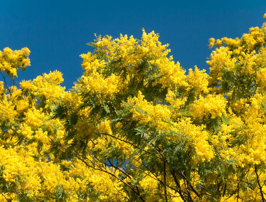 Ngày 1/9 hàng năm được gọi là “Ngày lễ hội hoa Wattle của nước Úc”