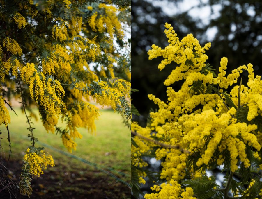 Ngoài tô điểm cho vẻ đẹp của thiên nhiên, những bông hoa còn được ứng dụng vào thực tế cuộc sống thường ngày