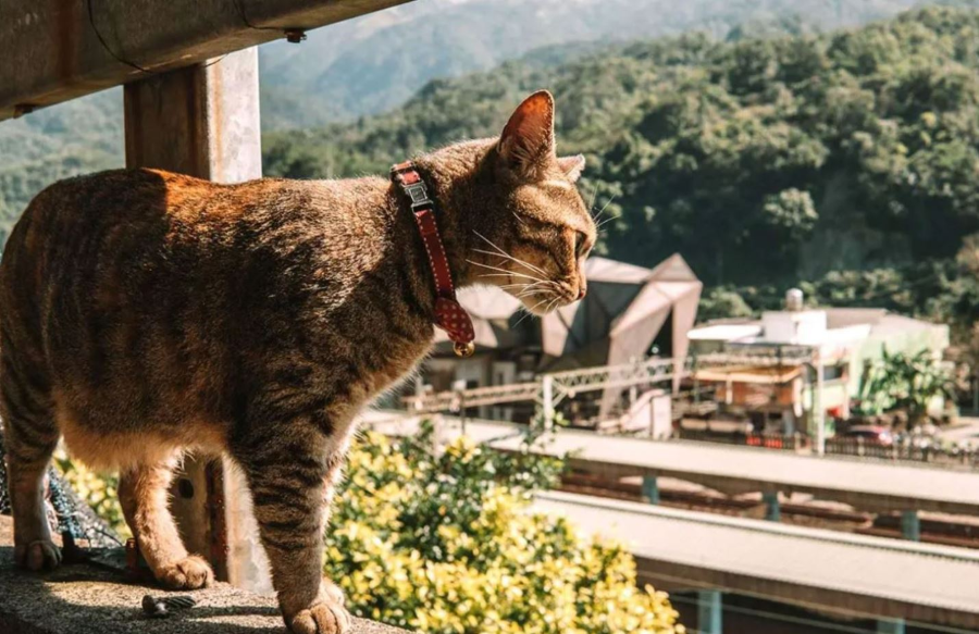 Đặt chân đến Làng Mèo Houtong, bạn sẽ được âu yếm, vuốt ve những chú mèo mập ú