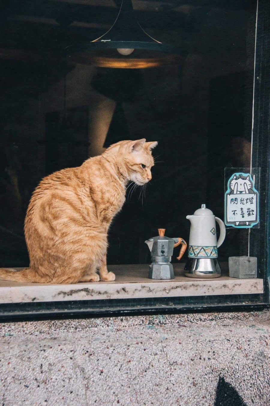 Thưởng thức bữa ăn hay nhâm nhi tách cà phê bên những chú mèo ú đáng yêu