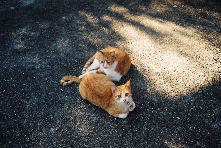 Bước chân lên những con đường mòn dẫn lối vào Làng Mèo Đài Loan, bạn bị choáng ngợp bởi những chú mèo đáng yêu tung tăng dạo chơi