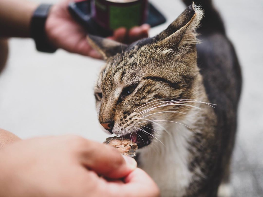 Làng mèo Houtong, còn được mệnh danh là "Thiên đường của những chú mèo"
