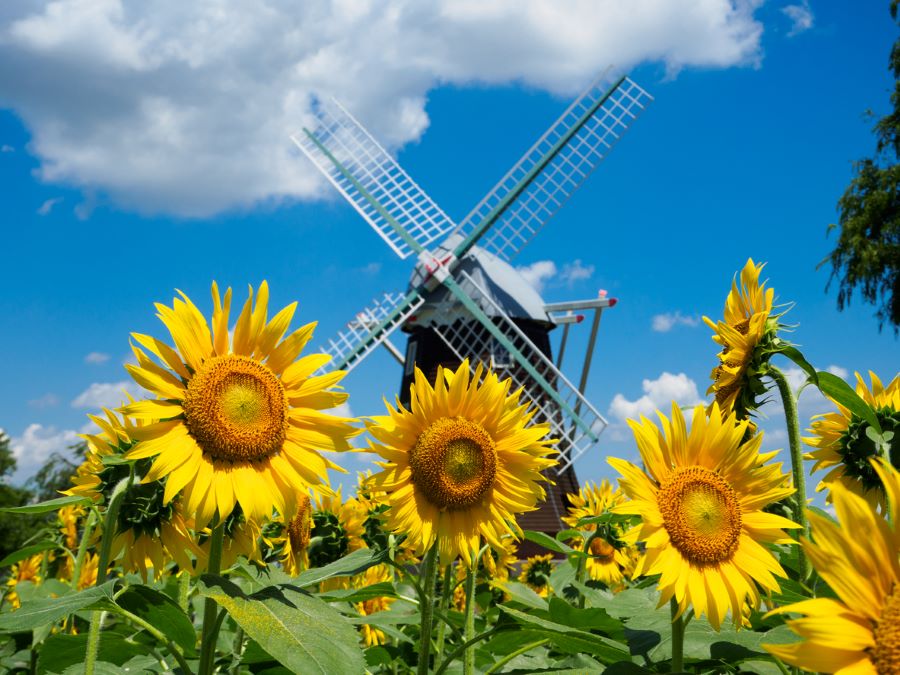 Vẻ đẹp tươi tắn, tràn đầy sức sống của loài hoa hướng dương làm mê mẩn trái tim của biết bao du khách 