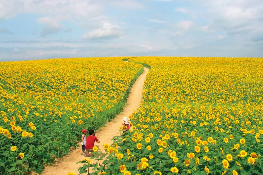 Những cánh đồng hoa hướng dương vàng rực trải dài bạt ngàn đến tận chân trời 