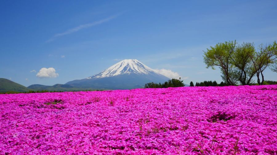 Cánh đồng hoa chi anh sặc sỡ là điểm đến tham quan và check-in lý tưởng dành cho các tín đồ "sống ảo"