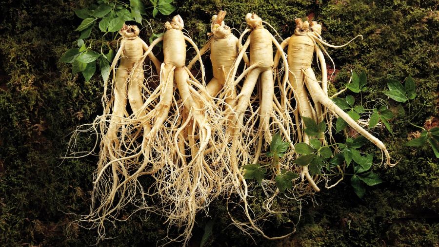 Nhân sâm - Nguyên liệu bổ dưỡng của người Hàn