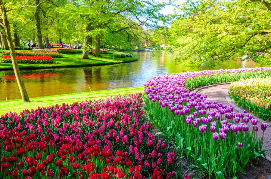Công viên Keukenhof là địa điểm thu hút đông đảo du khách ghé thăm ở Hà Lan