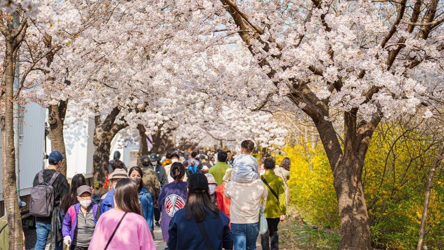 Công viên Yeouido được ví như “viên ngọc xanh” giữa lòng thành phố Seoul hiện đại