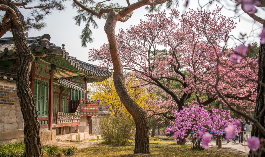 Dáng vẻ cổ kính, trầm mặc của Cung điện Changgyeonggung đan xen với nét thanh tao, lãng mạn của sắc hoa anh đào 