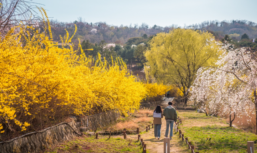 Làng Icheon Sansuyu mỗi độ nàng xuân ghé thăm lại ngập trong sắc vàng rực rỡ và tươi tắn