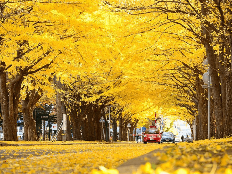 Một khi nhắc đến mùa thu Nhật Bản thì chắc hẳn sẽ không thể nào thiếu hình ảnh của những hàng cây chuyển màu rực rỡ