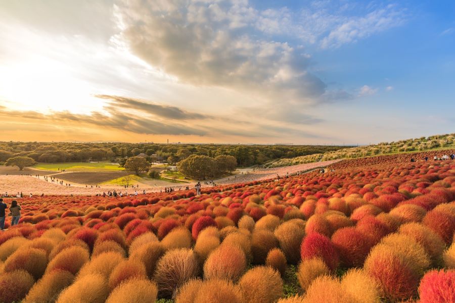 Choáng ngợp với vẻ đẹp của Lễ hội hoa cỏ Kochia Carnival