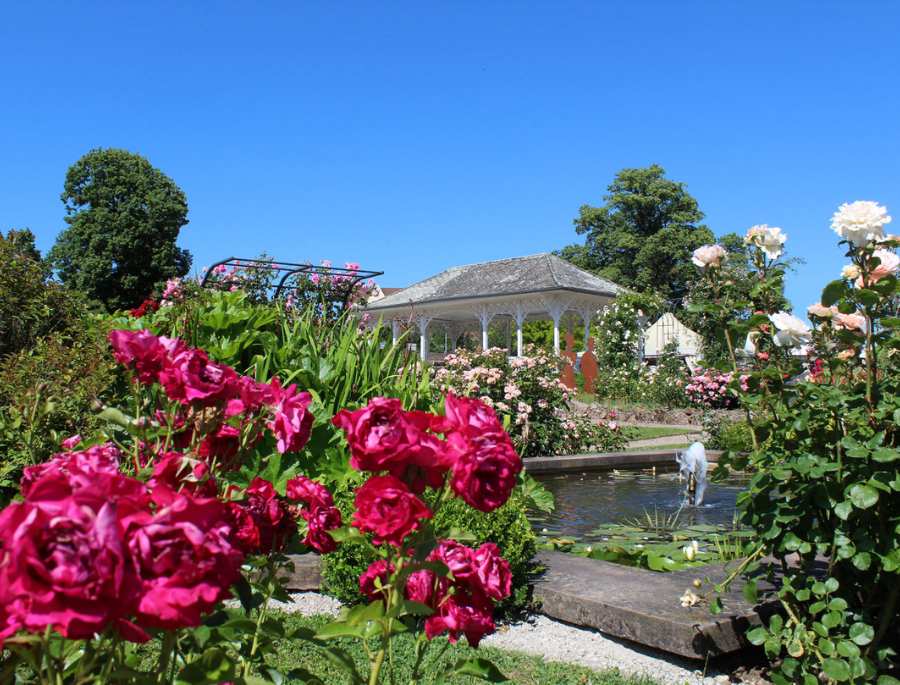 Vườn hoa hồng Rosengarten là một phần không thể thiếu của thành phố Bern