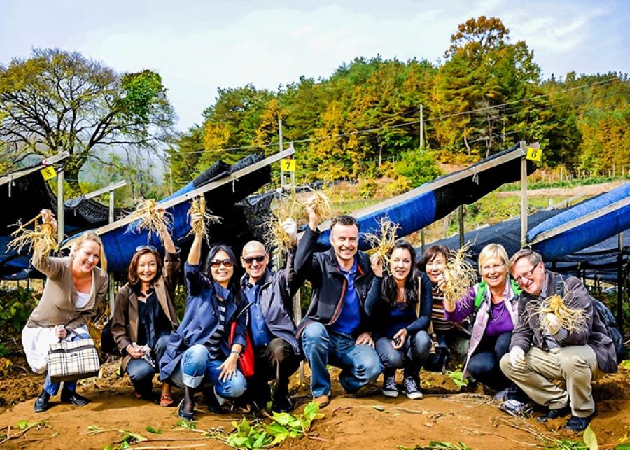 Du khách háo hức trải nghiệm tự tay thu hoạch nhân sâm khi tham gia lễ hội