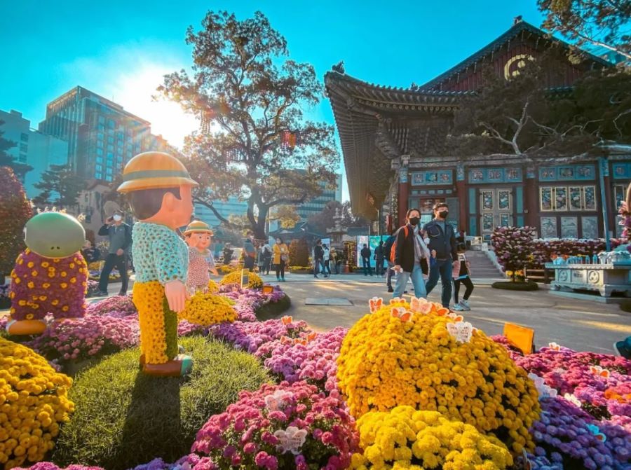 Những khóm hoa cúc đa sắc màu tô điểm cho trời thu Hàn Quốc thêm rực rỡ