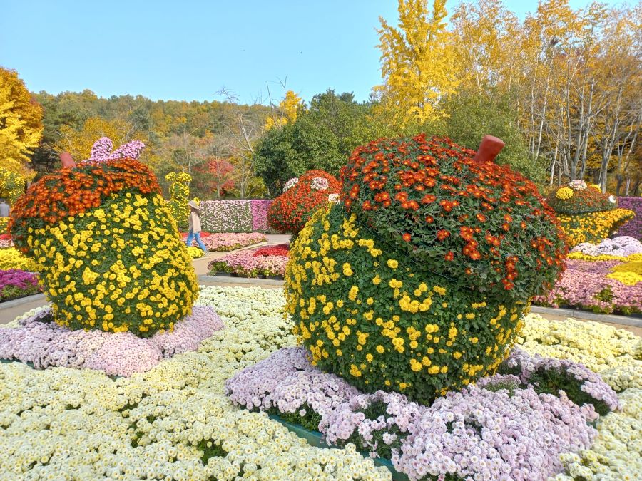 Tham gia lễ hội, du khách sẽ được chiêm ngưỡng những tác phẩm nghệ thuật làm từ hoa cúc