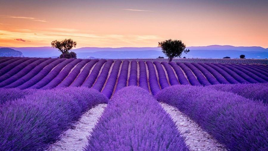 Khám phá mùa hoa Lavender khi đi du lịch Châu Âu