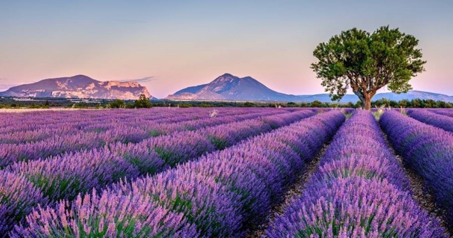 Những cánh đồng Lavender Pháp hiện lên như một bức tranh tuyệt đẹp 